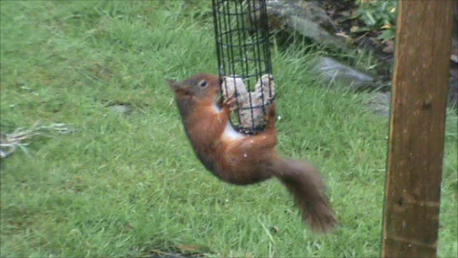 red squirrel