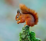 Red squirrel